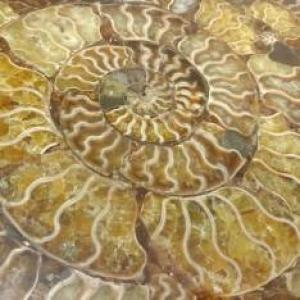 Kaboshon.ru на выставке Гемма 6-7 декабря