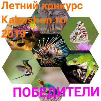 ИТОГИ Летнего конкурса 2019