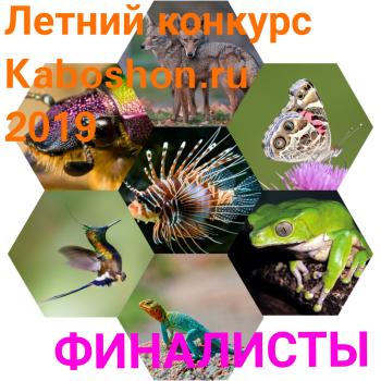 Финалисты Летнего конкурса 2019! 