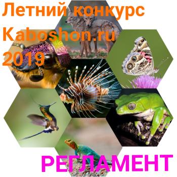 Летний конкурс 2019:  Фауна. О всех созданиях, больших и малых, или Еще одна нация планеты Земля