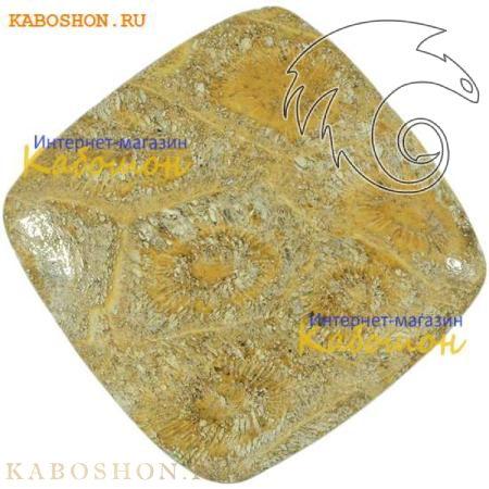 Окаменелый коралл 1005296