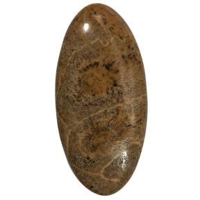 Окаменелый коралл