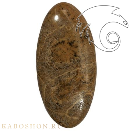 Окаменелый коралл 1005285