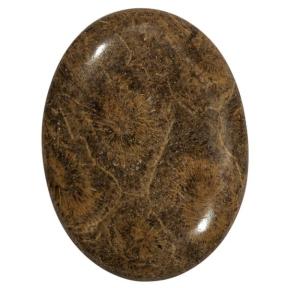 Окаменелый коралл