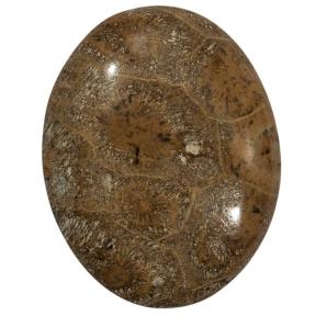 Окаменелый коралл