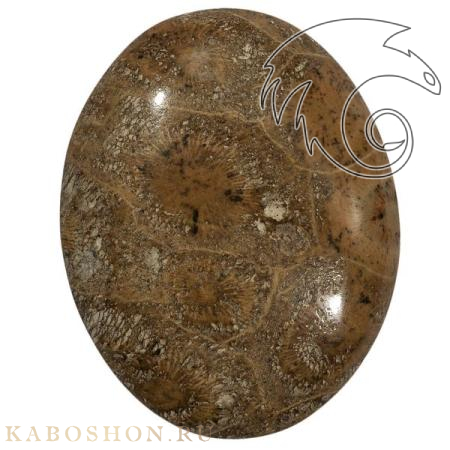 Окаменелый коралл 1005288