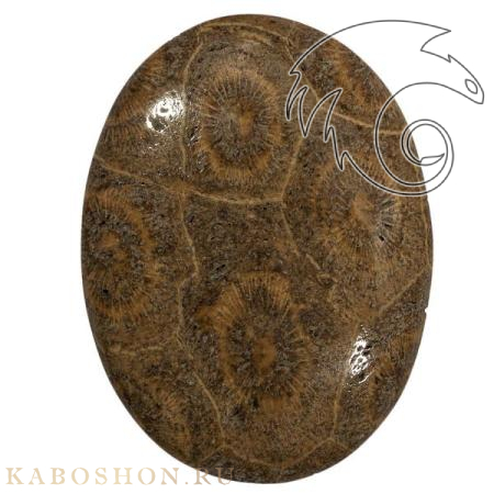 Окаменелый коралл 1005289