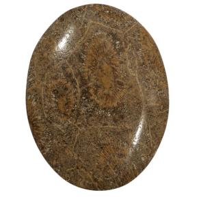 Окаменелый коралл