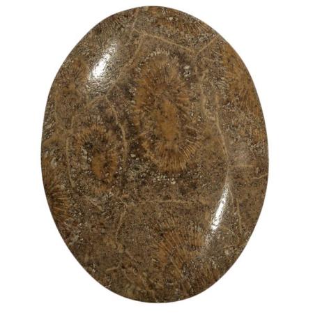 Окаменелый коралл