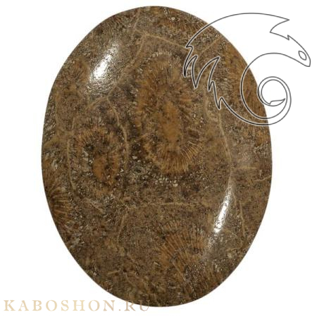 Окаменелый коралл 1005291