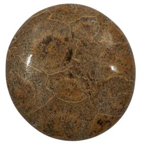 Окаменелый коралл