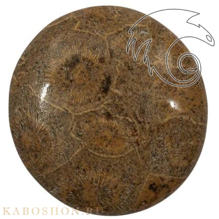 Окаменелый коралл 1005297