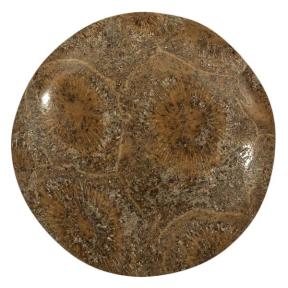 Окаменелый коралл