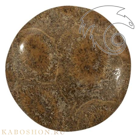 Окаменелый коралл 1005299