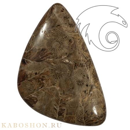 Окаменелый коралл 1005484