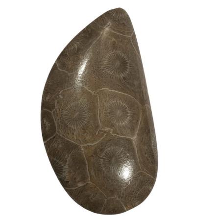 Окаменелый коралл