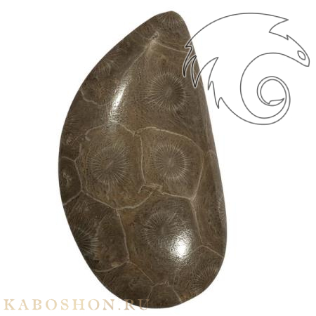 Окаменелый коралл 1005888