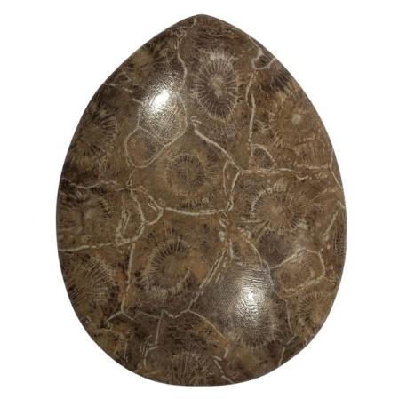 Окаменелый коралл