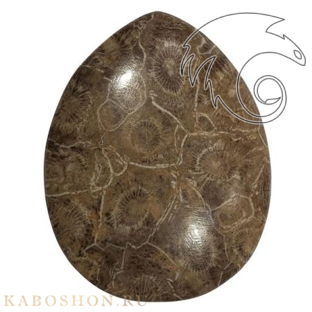 Окаменелый коралл 1005901