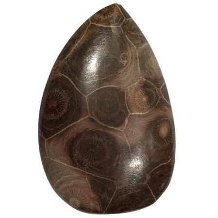 Окаменелый коралл