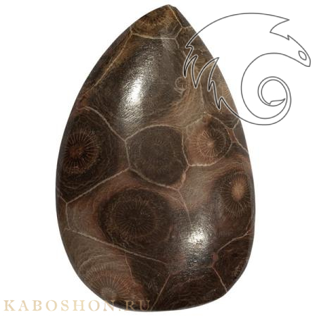 Окаменелый коралл 1005905