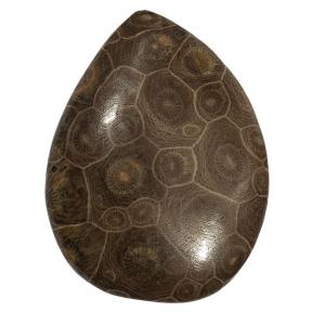 Окаменелый коралл