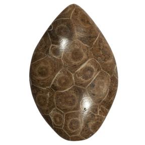 Окаменелый коралл