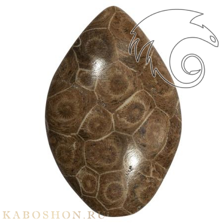 Окаменелый коралл 1005911