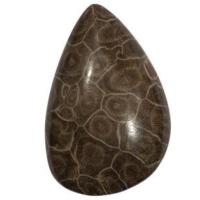 Окаменелый коралл