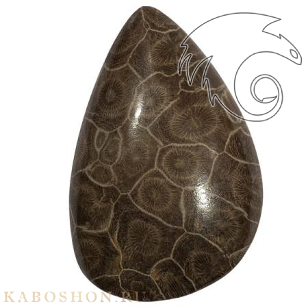 Окаменелый коралл 1005914