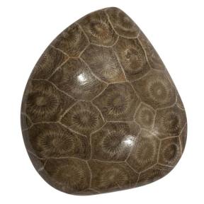 Окаменелый коралл Окаменелый коралл