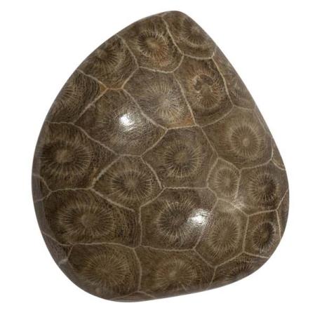 Окаменелый коралл