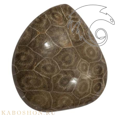 Окаменелый коралл 1005916