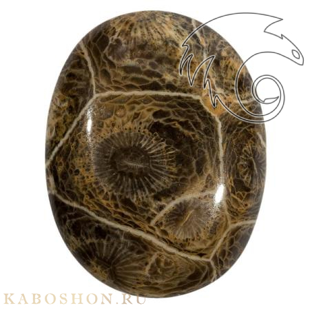 Коралл окаменелый 1019248