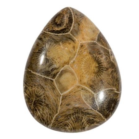 Коралл окаменелый