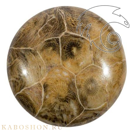 Коралл окаменелый 1019269