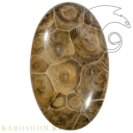 Коралл окаменелый 1019271