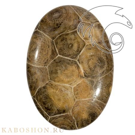 Коралл окаменелый 1019272