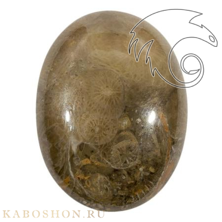 Коралл окаменелый 1019280