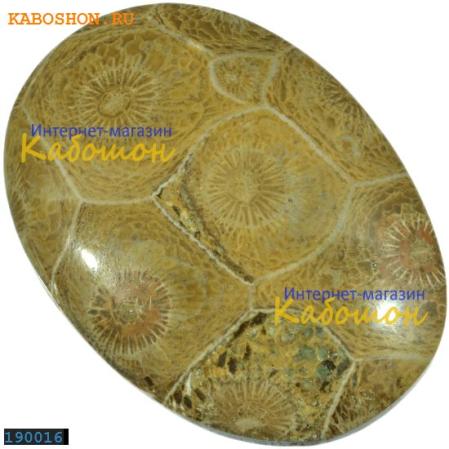 Окаменелый коралл