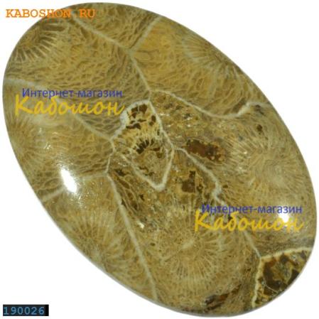 Окаменелый коралл