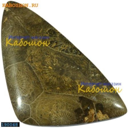Окаменелый коралл