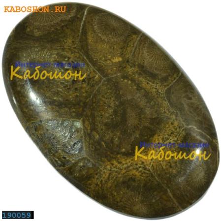 Окаменелый коралл