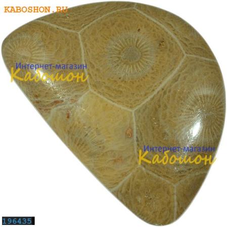 Окаменелый коралл