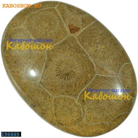 Окаменелый коралл