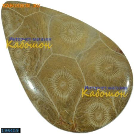 Окаменелый коралл